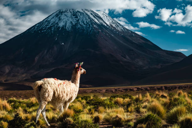 From Andes to Luxury: How Arequipa Became the Global Leader in Alpaca Wool