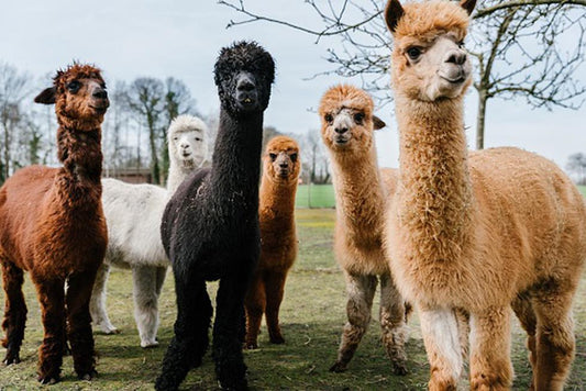 "Top 10 Must-Have Alpaca Products from The Alpaca Factory Outlet in 2025 "