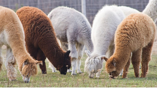 5 Reasons Fashion Designers Are Falling in Love with Alpaca Again