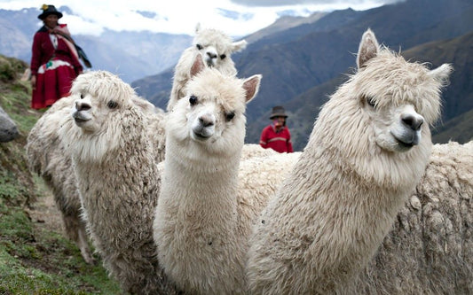Top 5 Reasons to Stock Up on Merino Wool Products for Your Wholesale Business