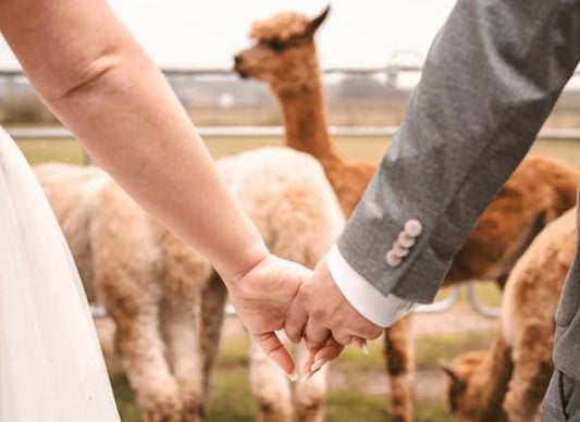 alpaca wholesale