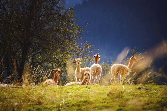 alpaca wholesale products