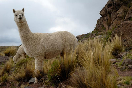 alpaca wholesale USA