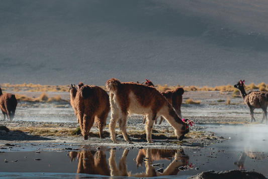 Alpaca Luxury Blends: The Dream of High-End Comfort