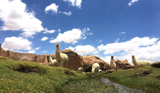 Why Alpaca Is the New Gold Standard in Natural Luxury Fibers