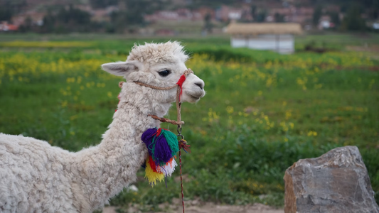 Exclusive to You: Custom Alpaca Products for Your Brand's Unique Identity