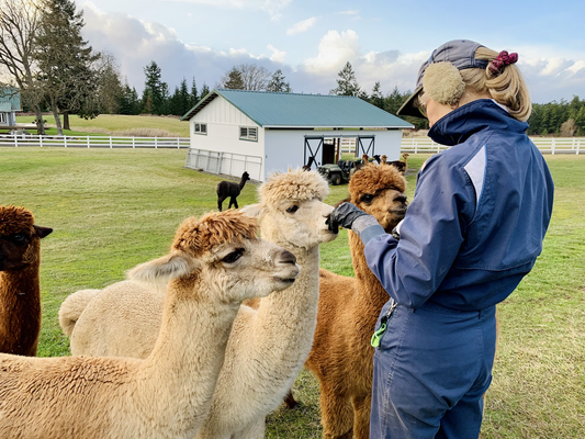 The Best Alpaca Wholesale Suppliers in the Peru: Top 10 Picks for 2025