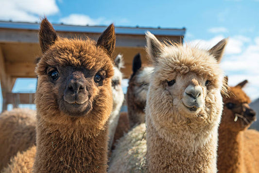 alpaca products USA