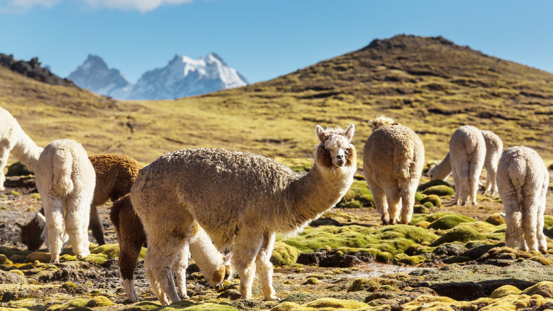 Custom Alpaca Manufacturing: How We Bring Your Designs to Life