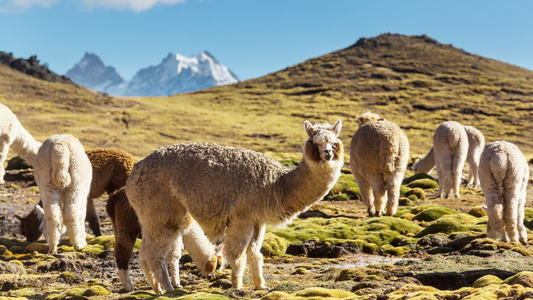 Custom Alpaca Manufacturing: How We Bring Your Designs to Life