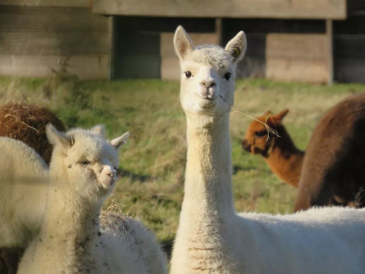 How to Verify Authenticity When Buying Alpaca Products Wholesale