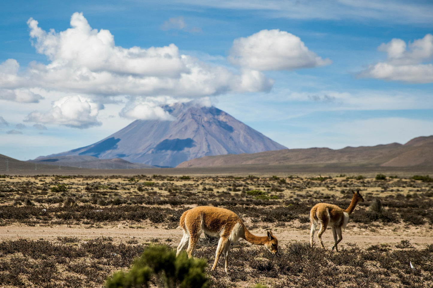 Two vicunas grazing in a desert landscape with a mountain in the background