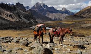 Two horses standing on a rocky mountain landscape with distant peaks.