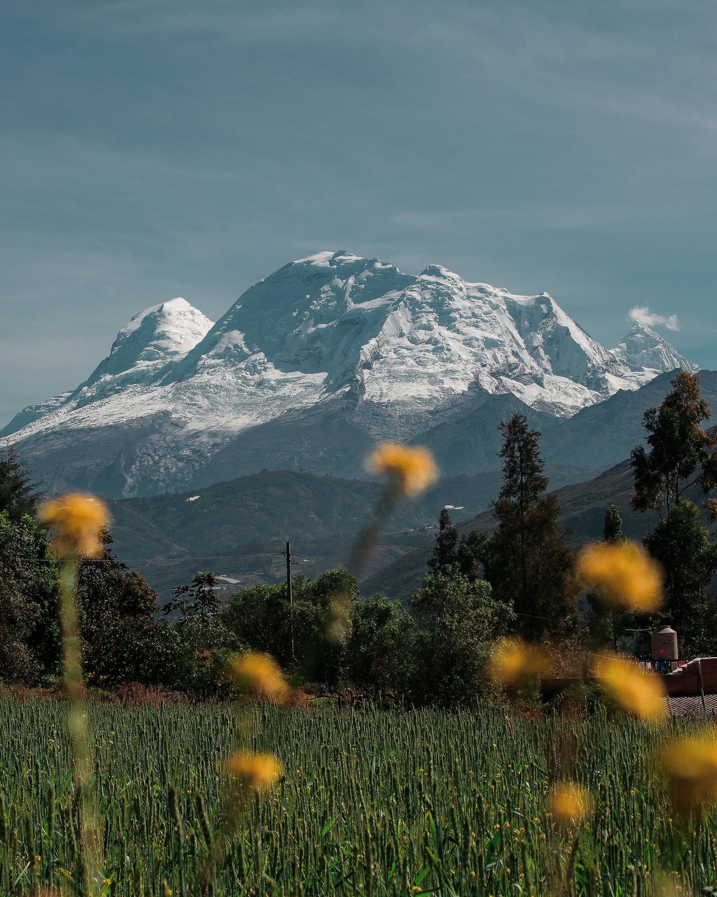 Snow-capped mountain in the background with a field and yellow flowers in the foreground.