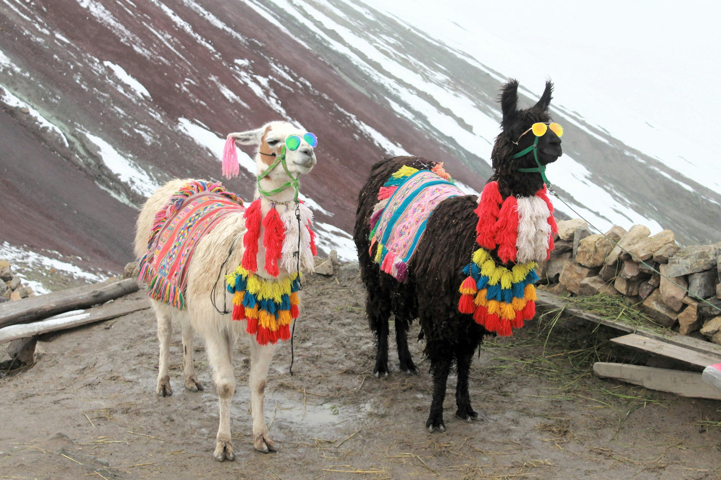 Two llamas decorated with colorful blankets and ribbons standing in a mountainous area.