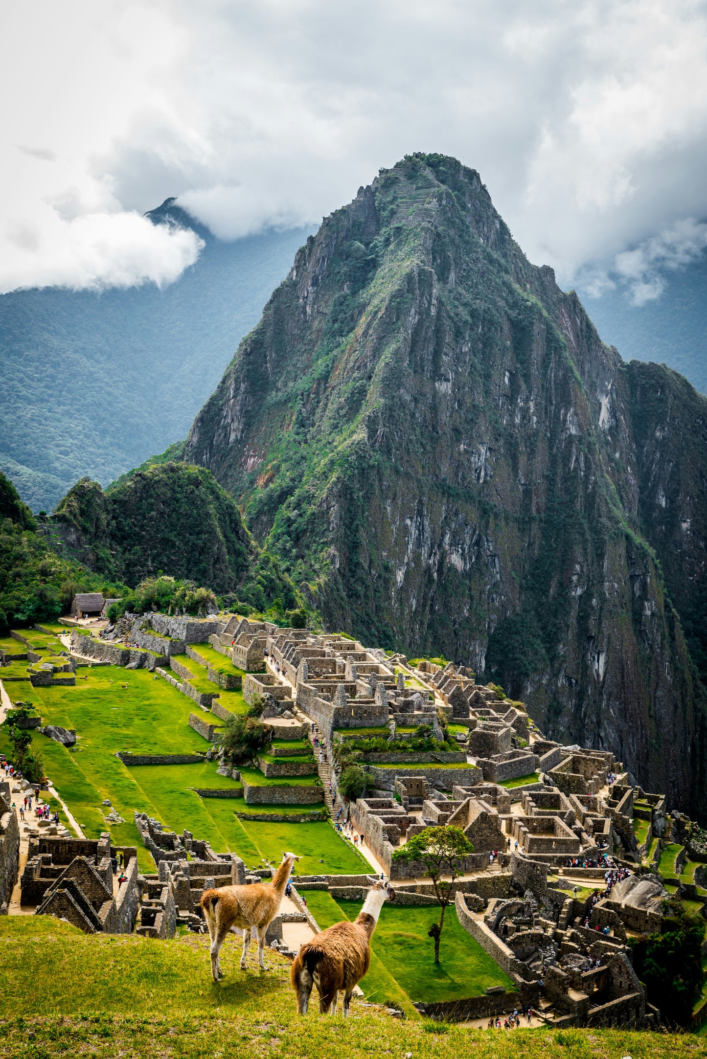 Machu Picchu with llamas in the foreground