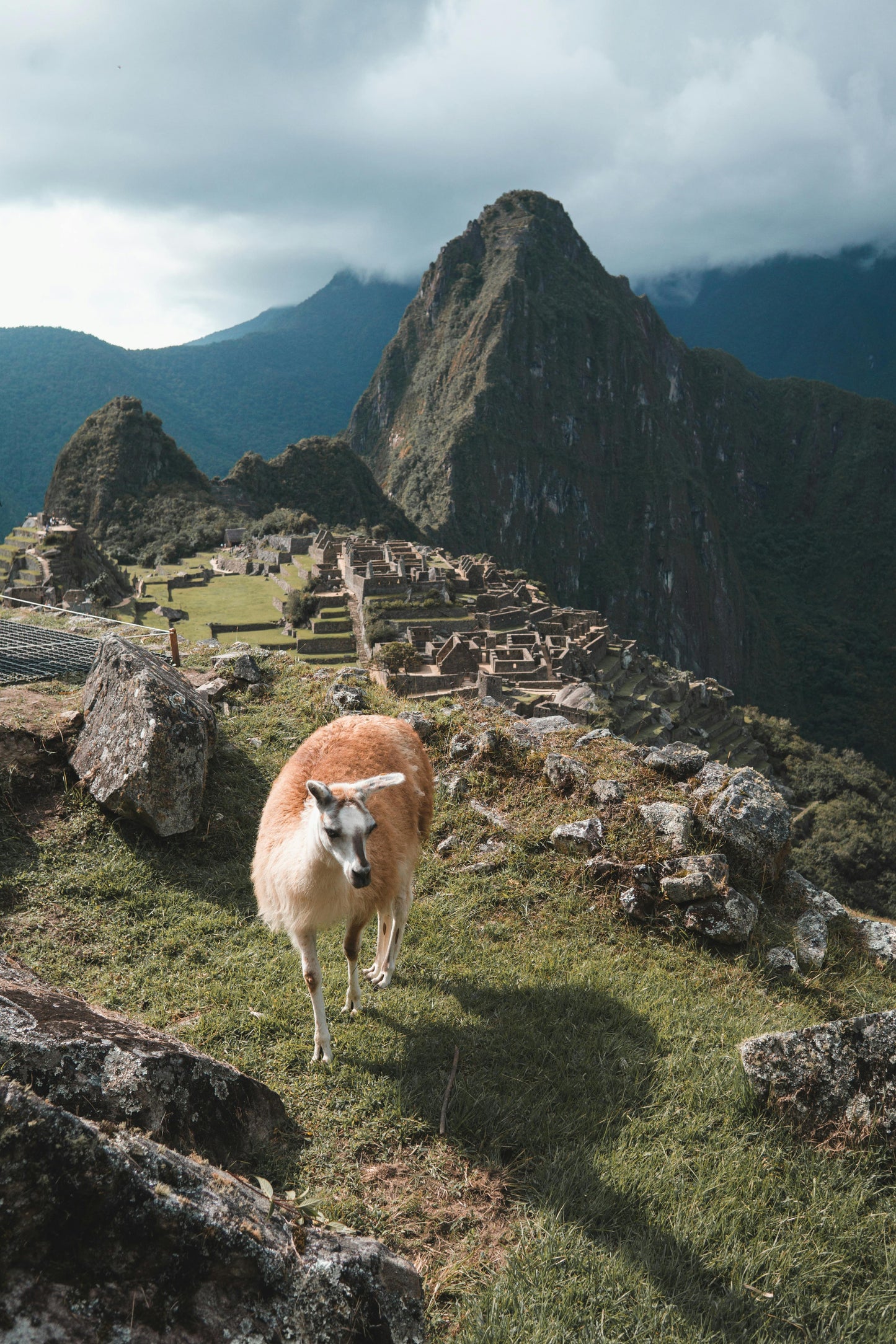 Vicuna standing on a grassy hill with Machu Picchu in the background