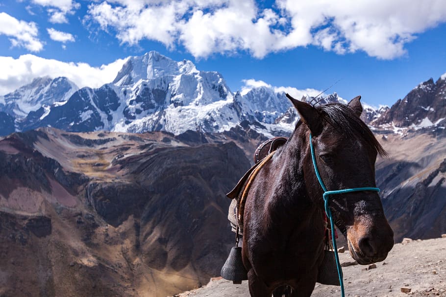 Horse with a rider on a mountain trail against a backdrop of snow-capped mountains and blue sky.