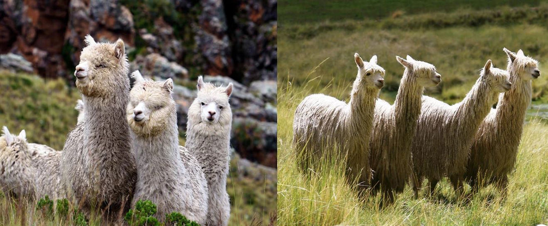 The Secret to Luxurious Alpaca Fiber: Understanding Micron Count