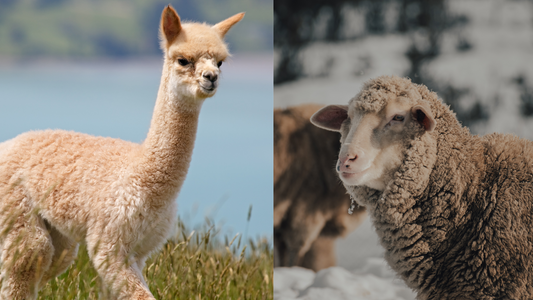 Alpaca vs. Merino Wool: Which One is Better for Your Brand?