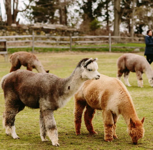 Understanding the Supply Chain of Alpaca Products: From Farm to Wholesale