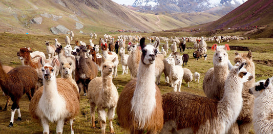 alpaca wholesale