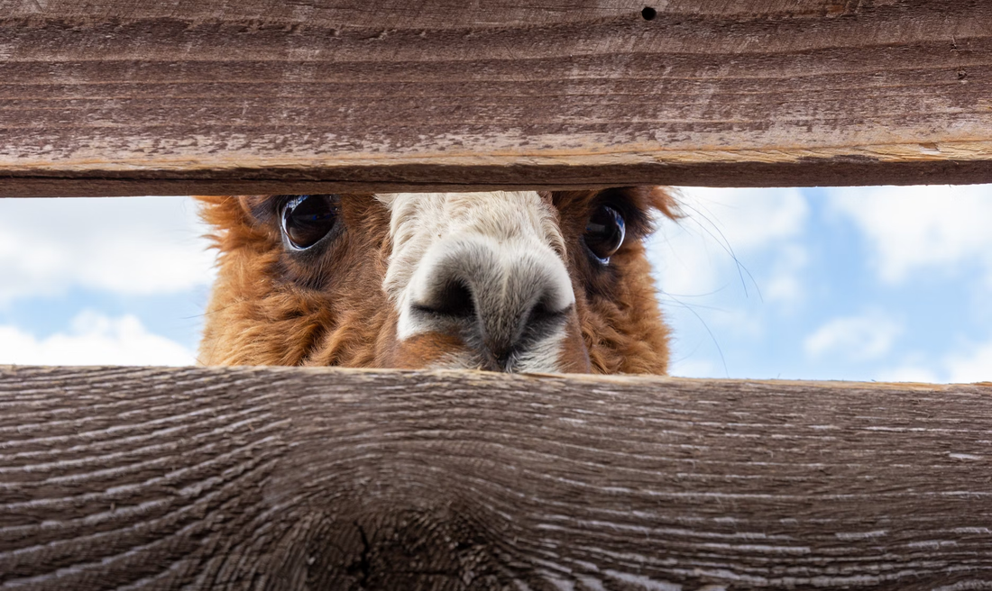 alpaca authenticity guide