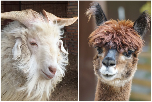 Is Alpaca the New Cashmere? Why You Should Add It to Your Collection