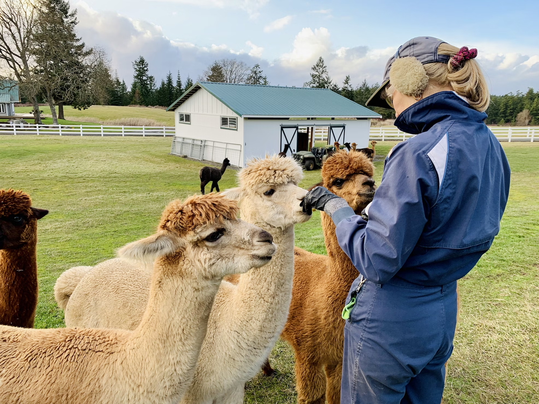 The Best Alpaca Wholesale Suppliers in the Peru: Top 10 Picks for 2025