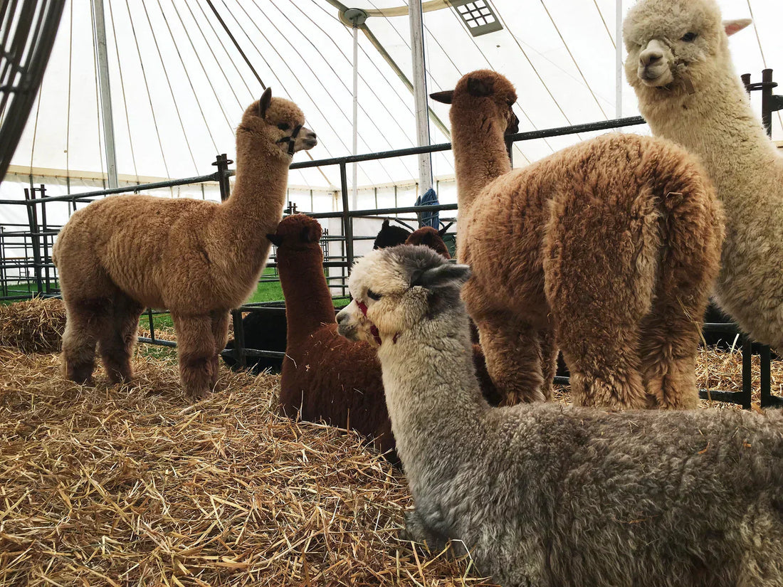 Understanding Microns: What Determines Premium-Quality Alpaca Fiber?