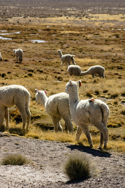 Group of llamas in a dry, open landscape