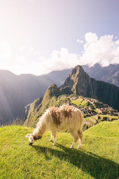 Llama grazing on a grassy hill with Machu Picchu in the background