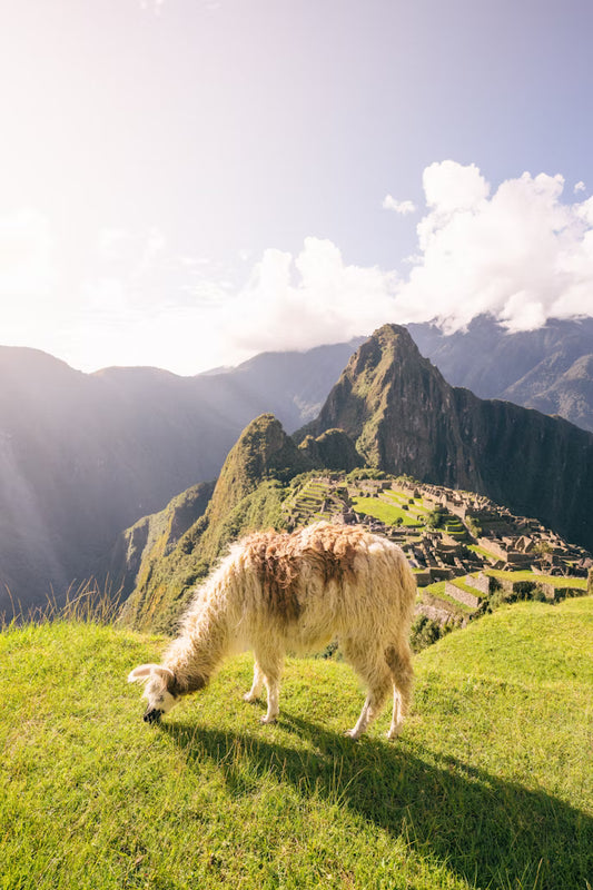 Llama grazing on a grassy hill with Machu Picchu in the background