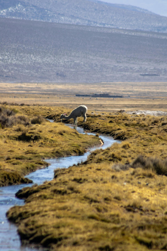 Flora and Fauna of Chilina