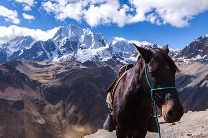 Horse with a rider on a mountain trail against a backdrop of snow-capped mountains and blue sky.