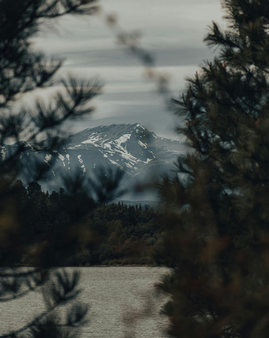 Mountain range with snow peaks seen through tree branches